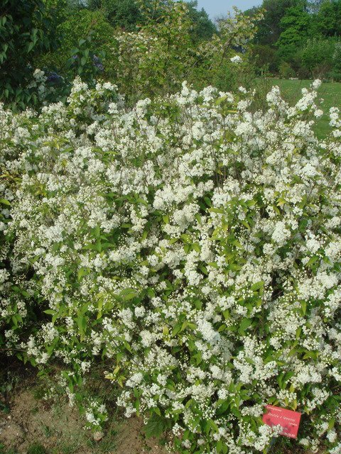 Deutzia x lemoinei  P7 P26 (2)